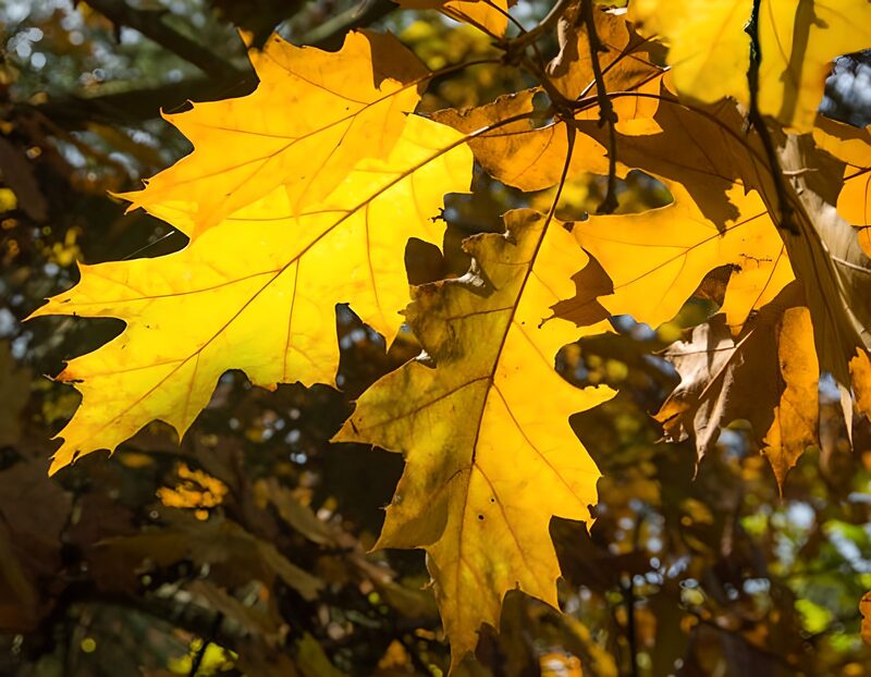 Gouden herfstbladeren in het zonlicht