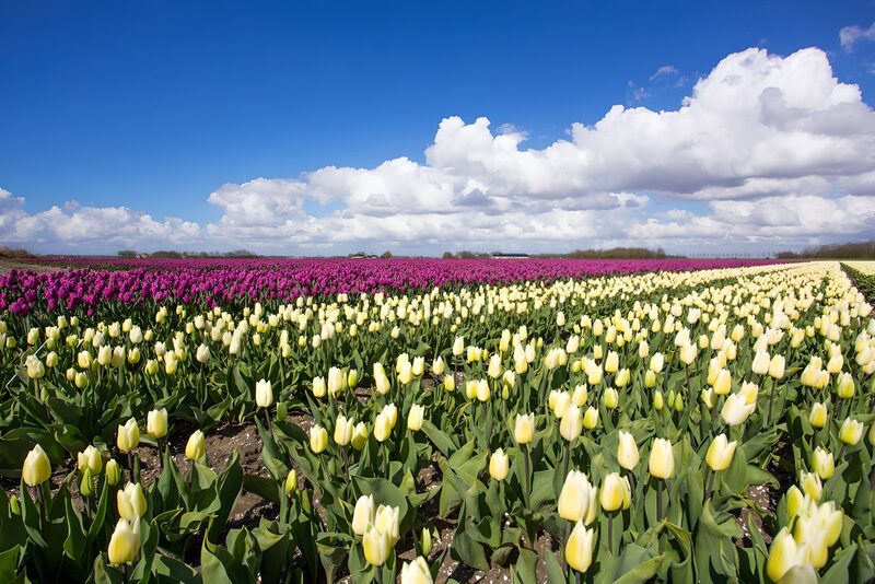 Tulpenveld wit en lila