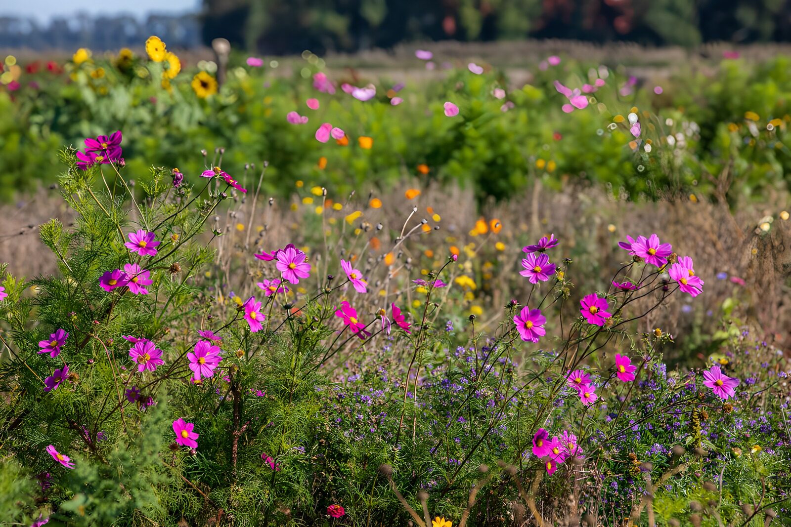 Kleurrijke Bloemenweide in de Zomer