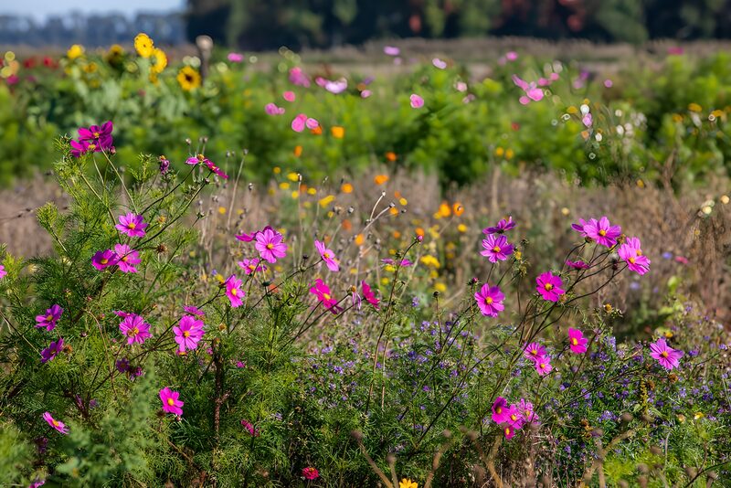 Kleurrijke Bloemenweide in de Zomer
