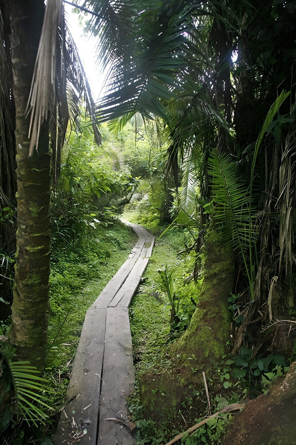 Paden door de groene jungle