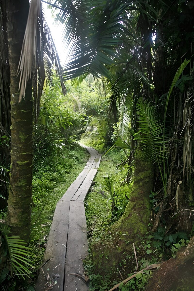 Paden door de groene jungle