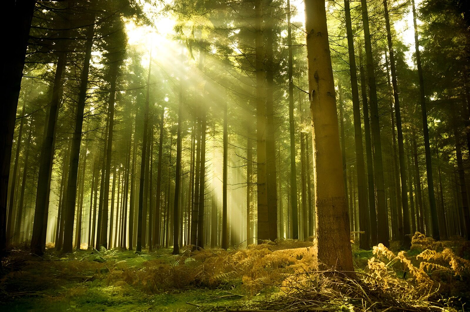 Mystiek Licht in het Bos