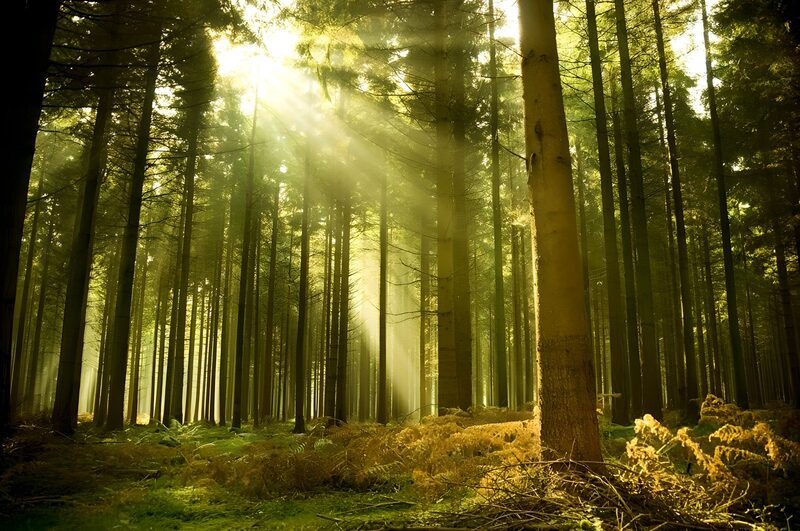 Mystiek Licht in het Bos