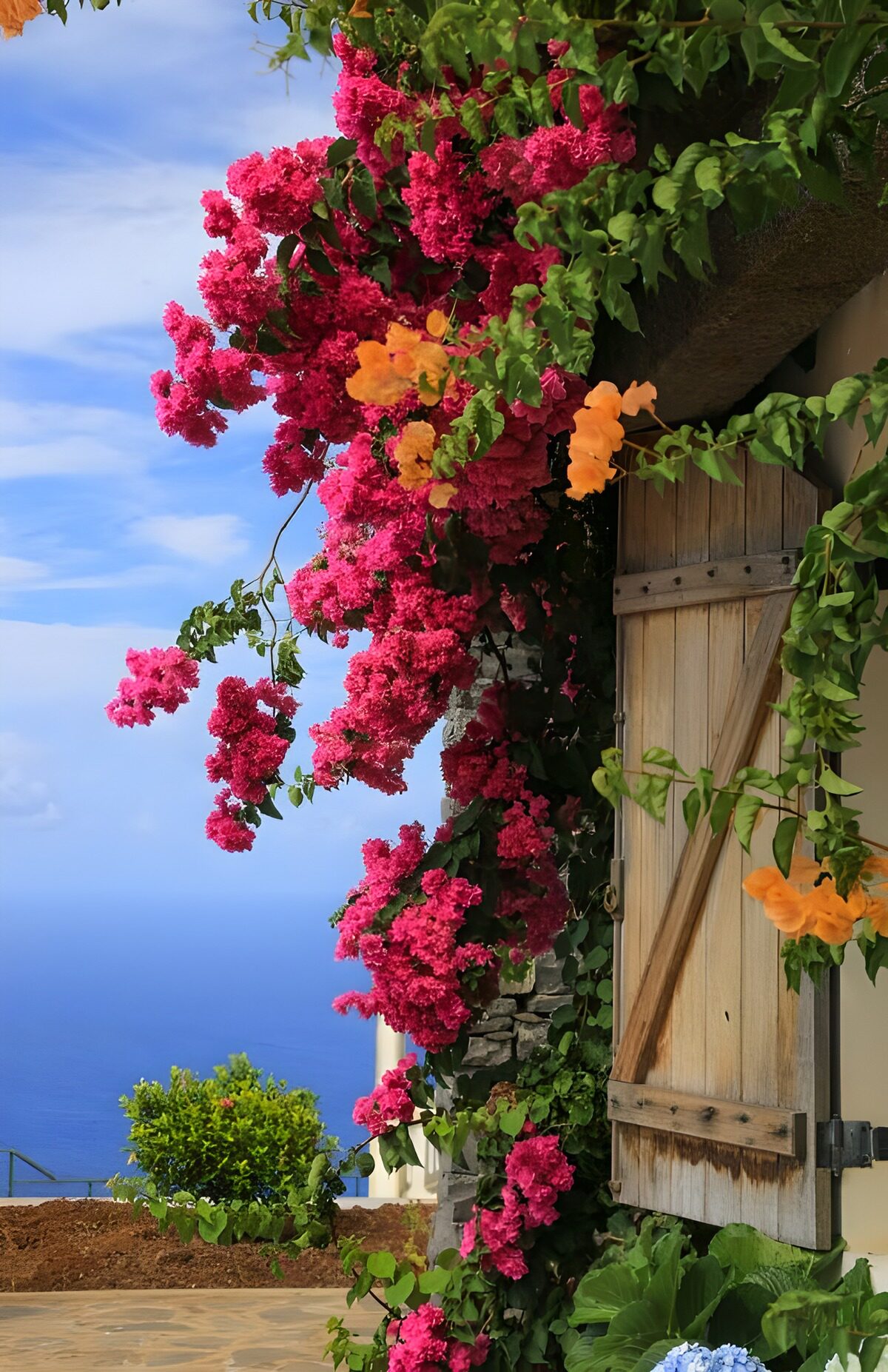 Bloeiende bougainvillea bij de zee