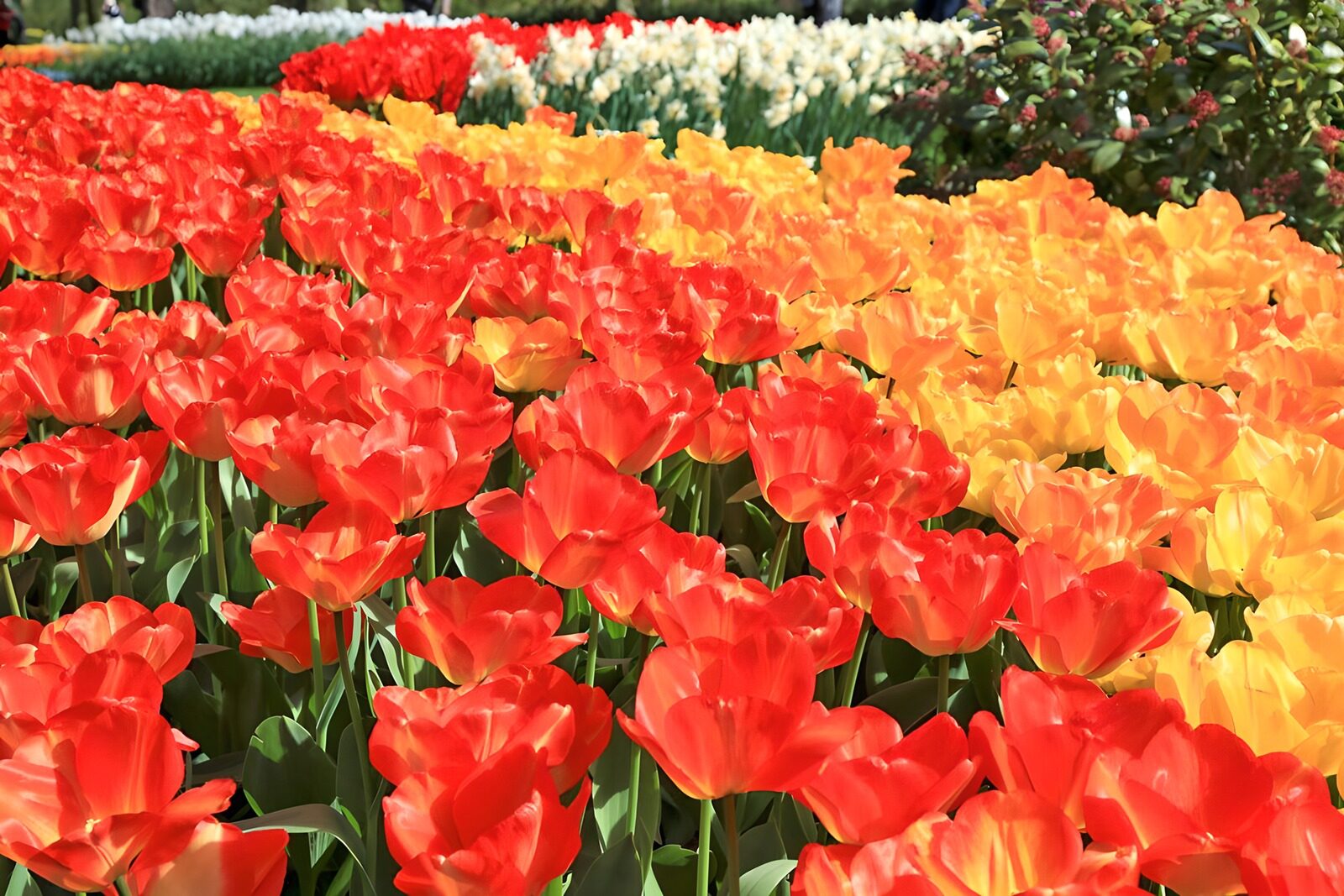 Kleurrijke tulpenvelden in bloei