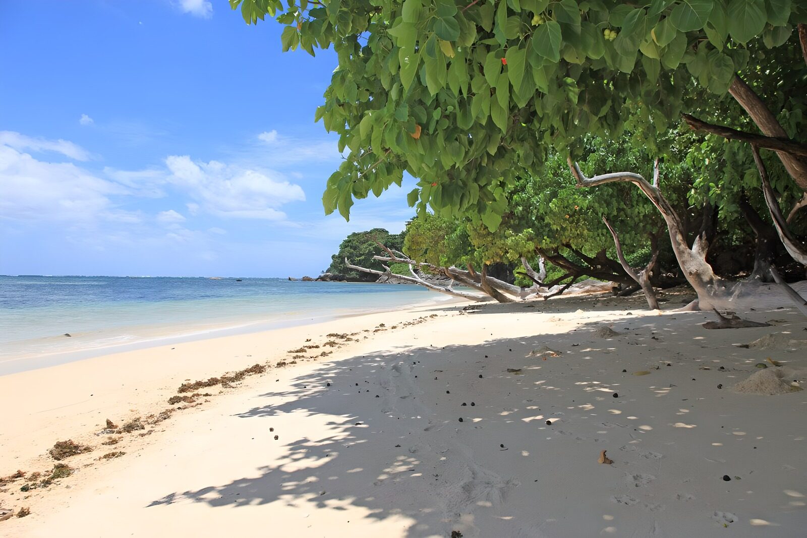 Tropisch strand met groen loof