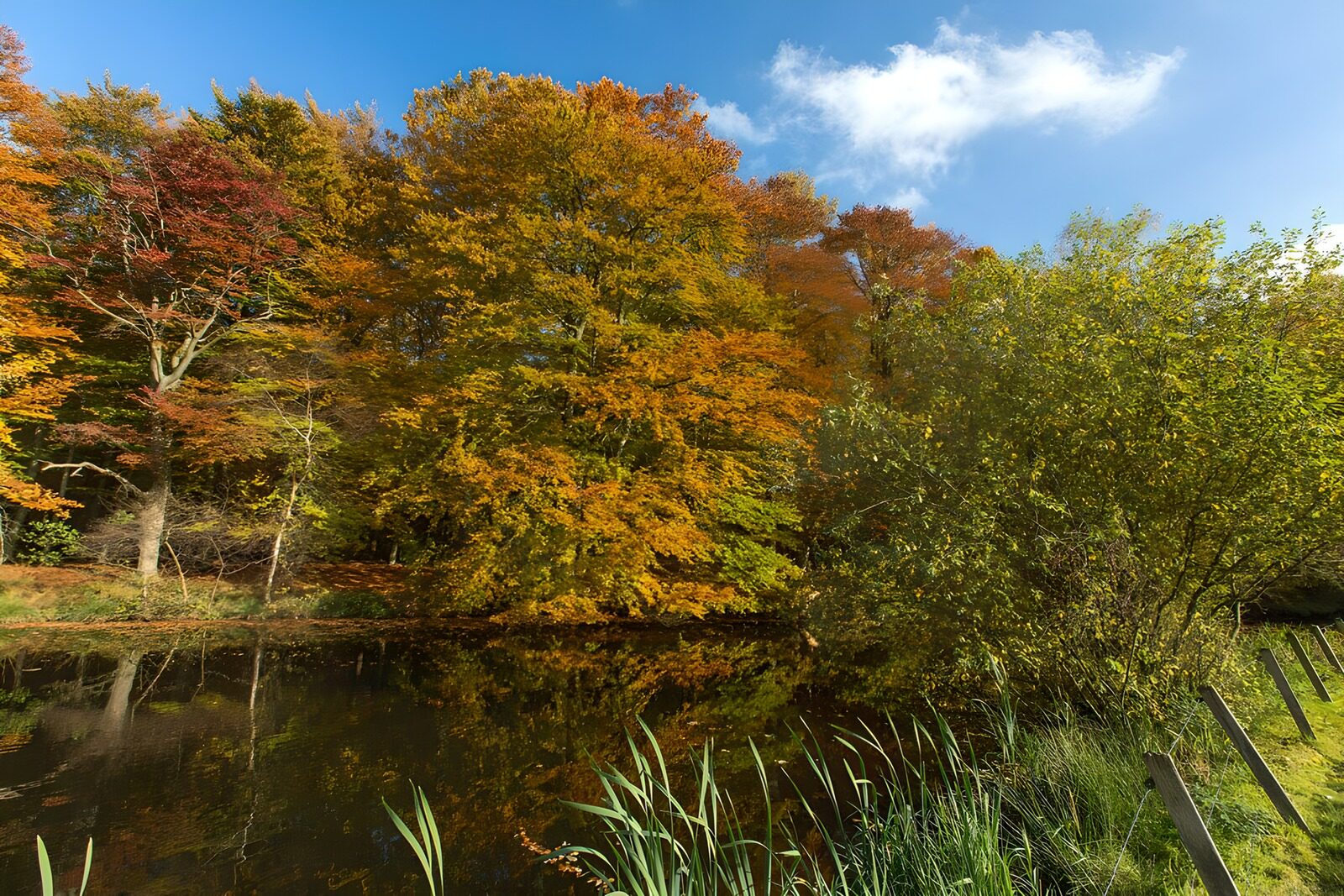 Rivier in bos met herfstkleuren