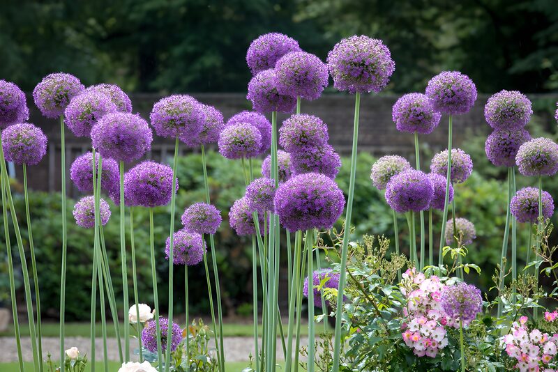 Prachtige paarse bollen in de tuin