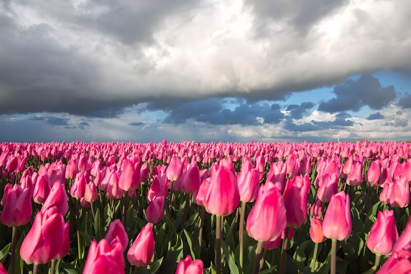 Prachtige tulpenvelden onder stormachtige lucht