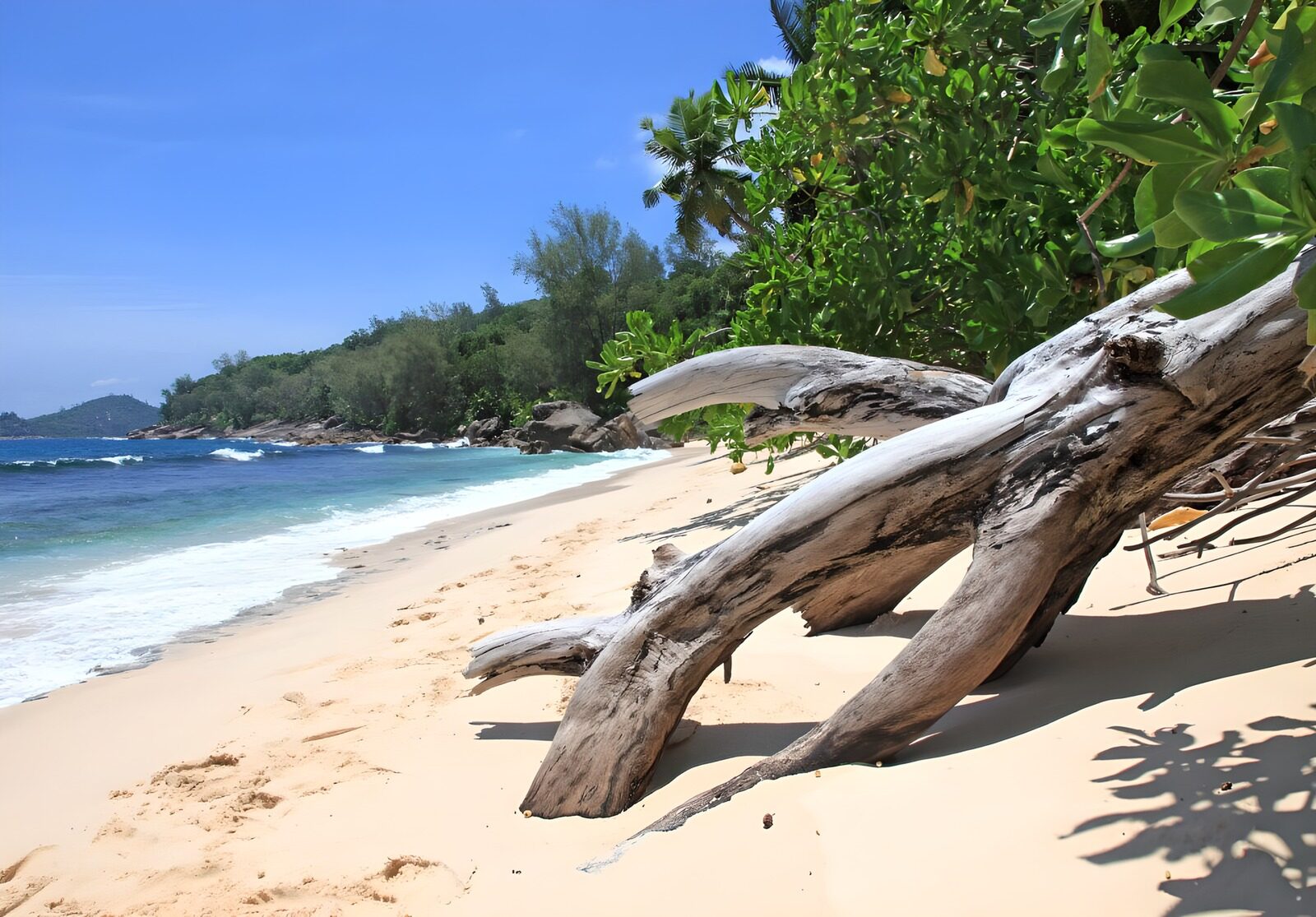 Tropisch strand met druipend hout