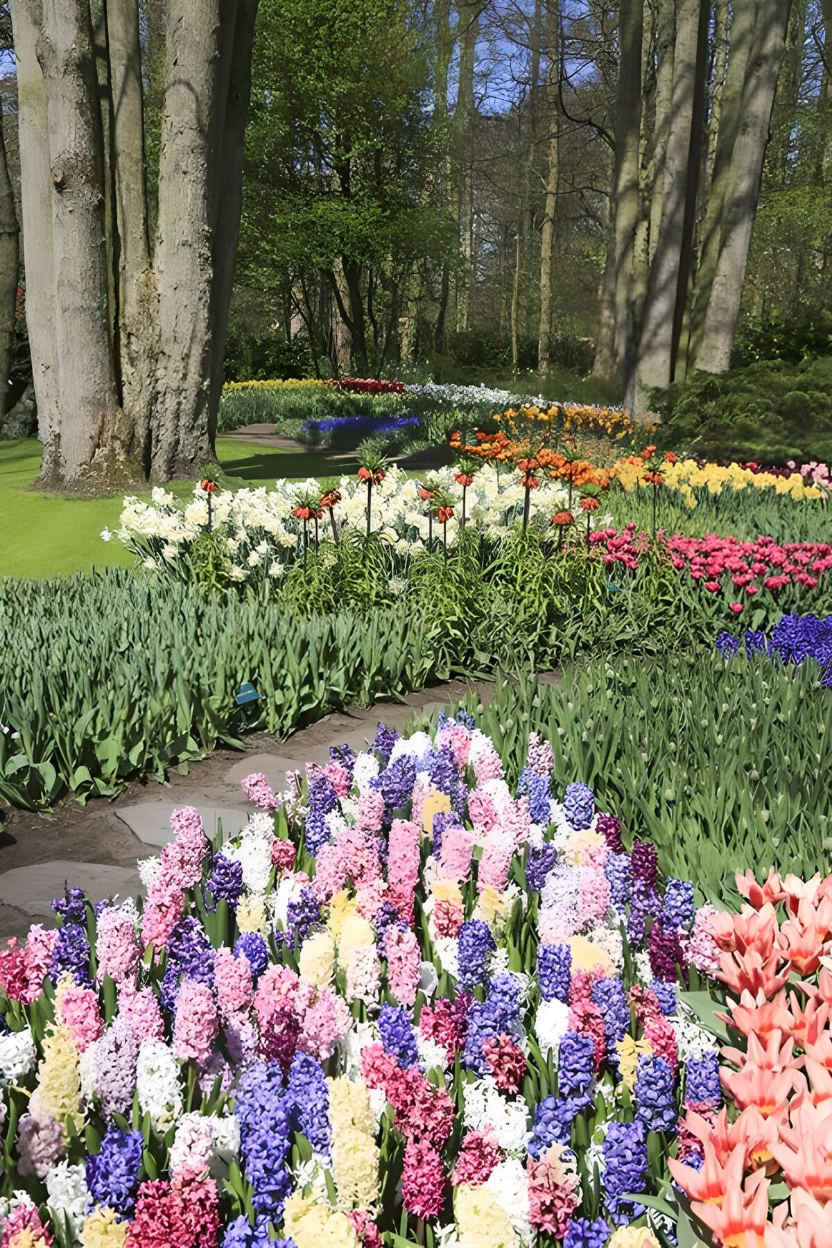 Gekleurd veld van narcissen