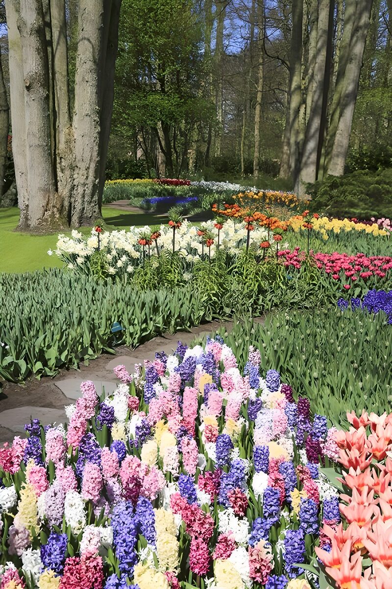 Gekleurd veld van narcissen