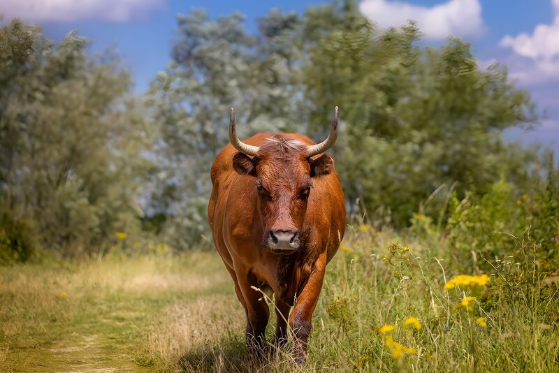 Staande koe in de natuur