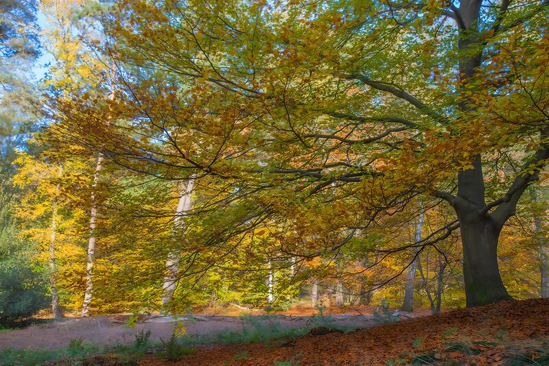 Kleurrijke Herfst in het Bos