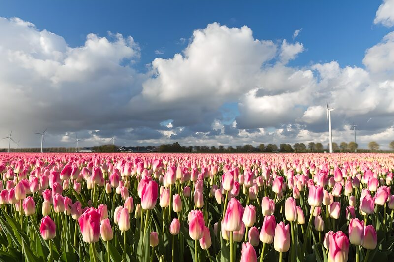 Tulpenveld onder een heldere hemel