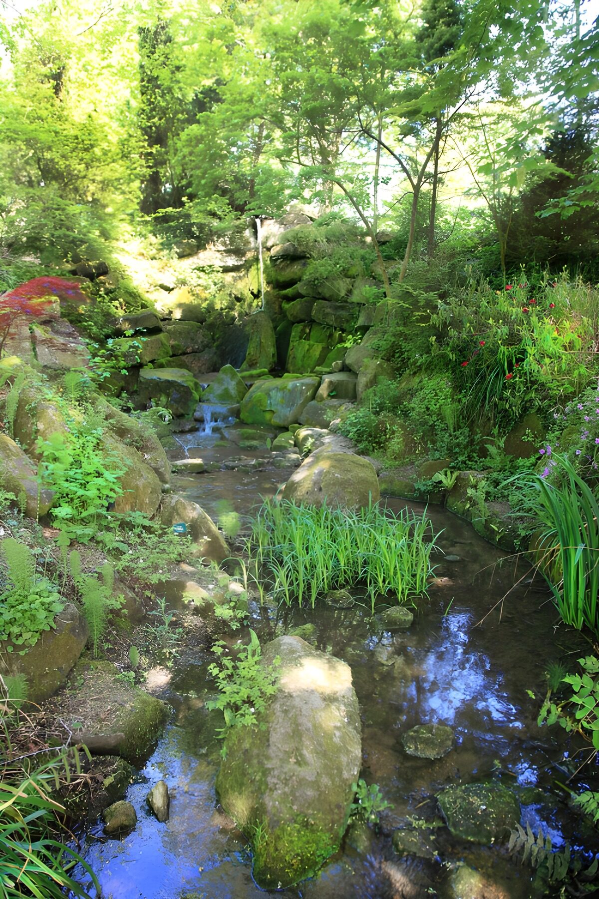 Prachtige Stroom in Groene Natuur