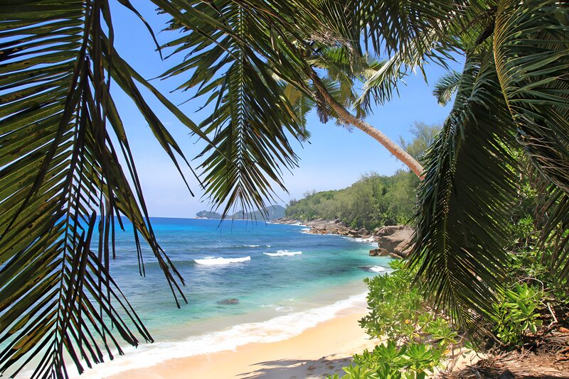 Tropisch Strand met Palmbomen