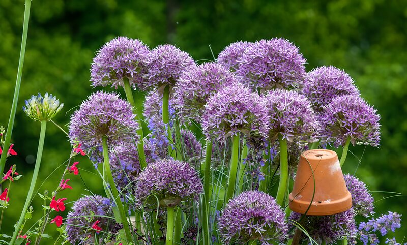 Prachtige paarse bloemen in de tuin