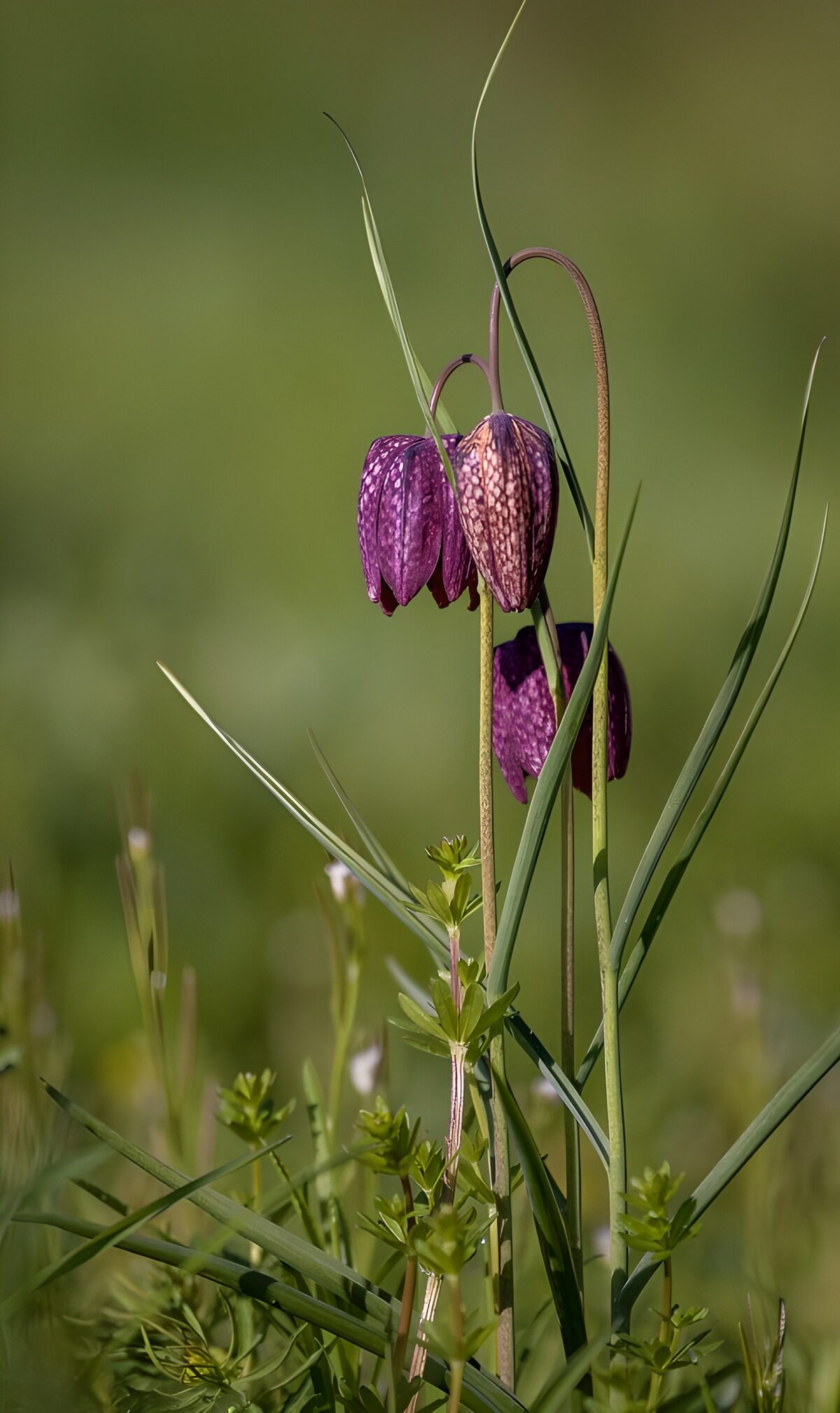 Paarse kogelbloem in bloei