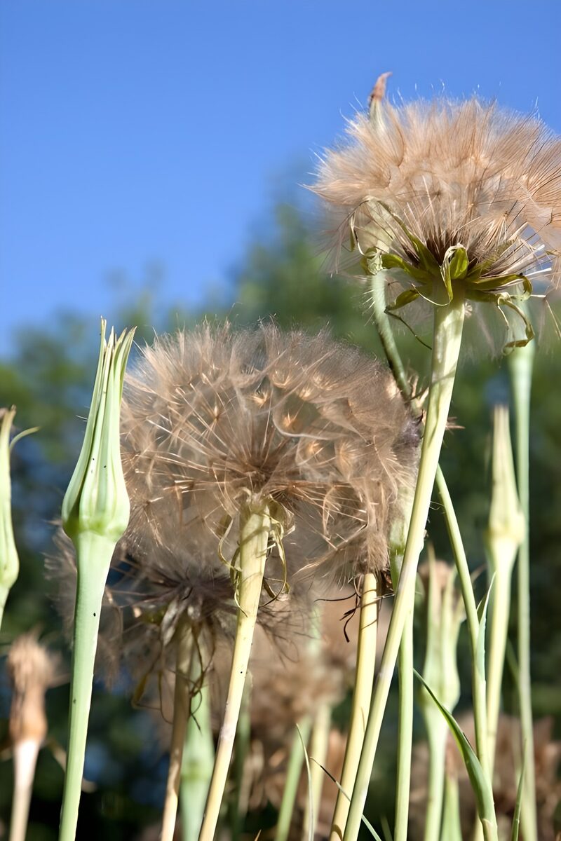 Paardenbloemen in de zon