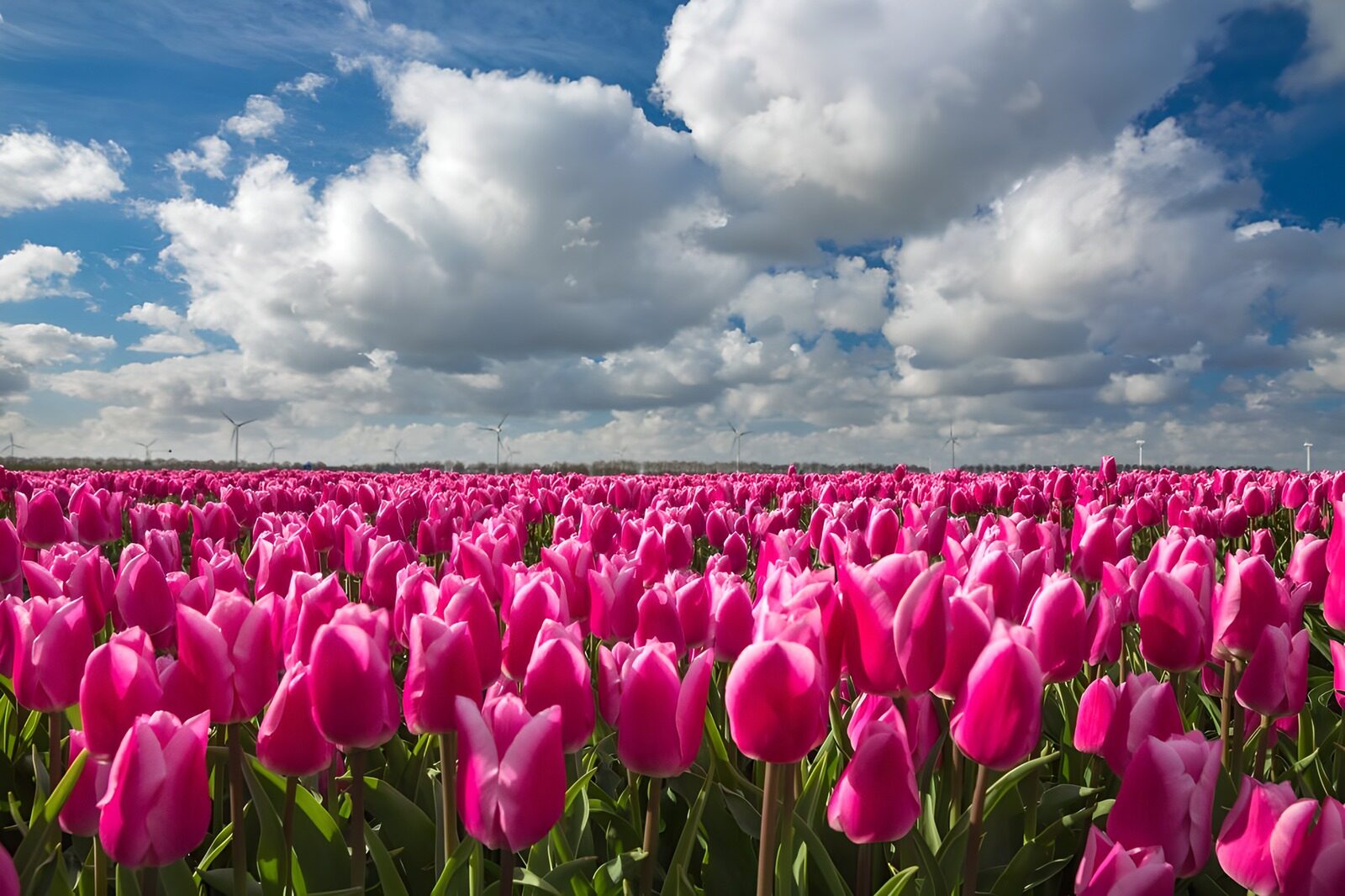 Prachtige roze tulpen onder een blauwe lucht