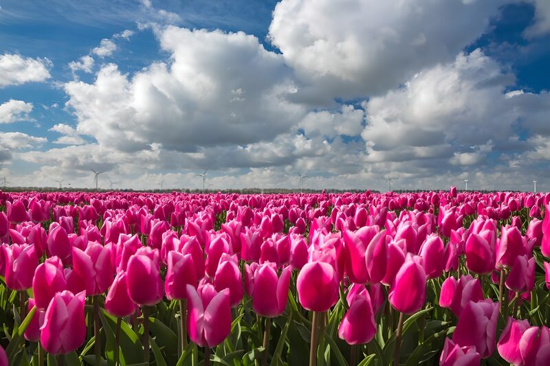 Prachtige roze tulpen onder een blauwe lucht