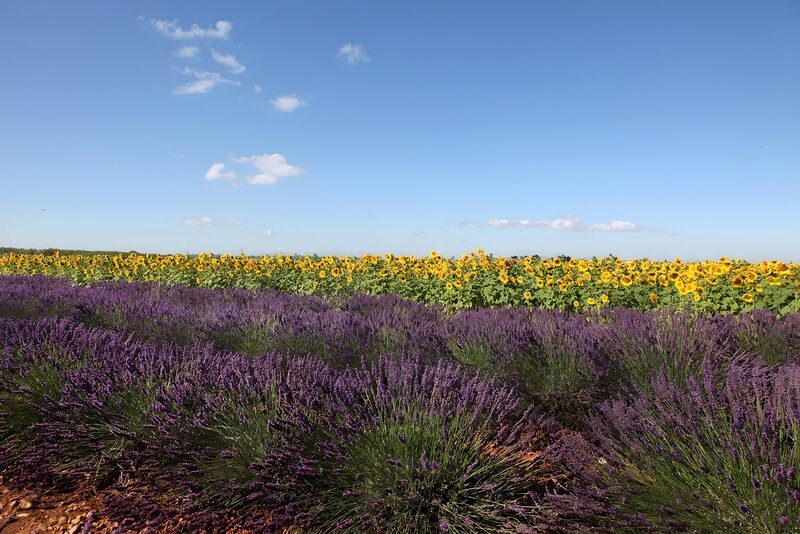 Zonnebloemen en lavendelvelden