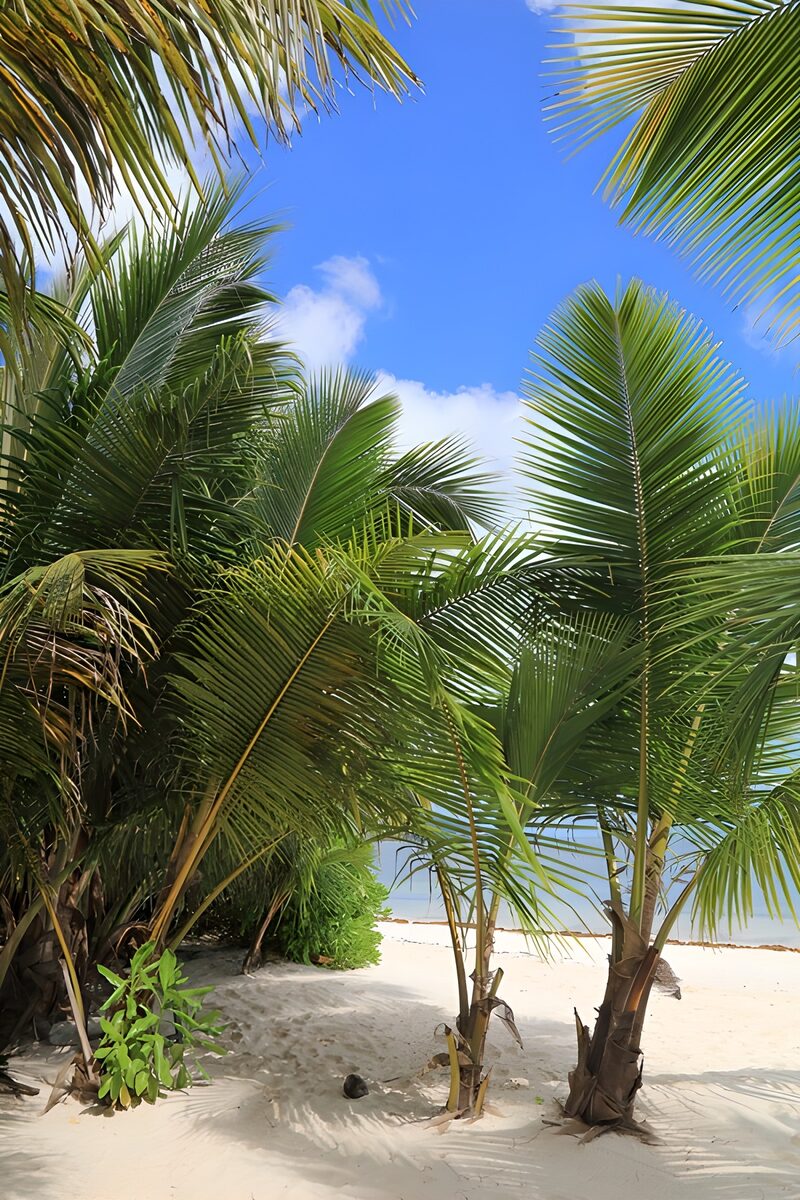 Tropisch paradijs met palmbomen