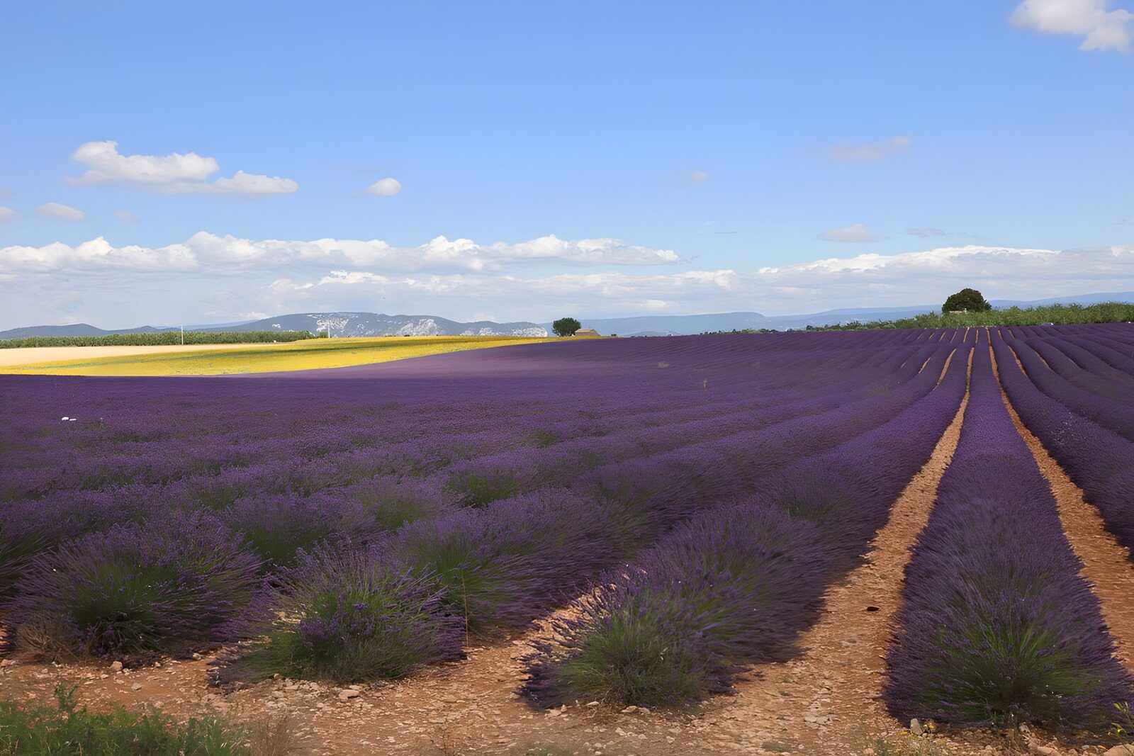 Prachtige lavendelvelden in de Provence