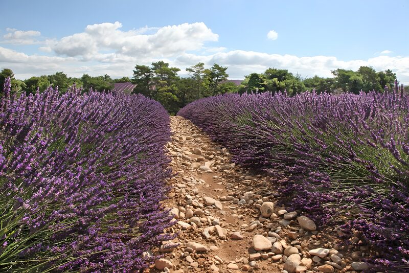 Lavendelpad in de Natuur