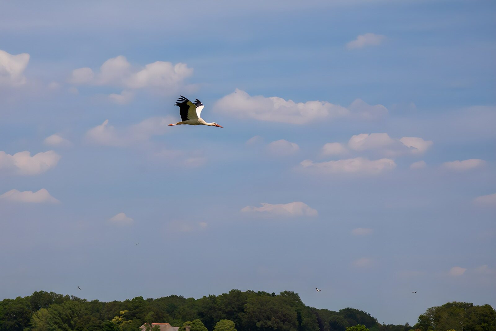 Zwaan in de lucht boven groene natuur