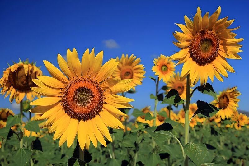 Stralende Zonnebloemen in de Zomer
