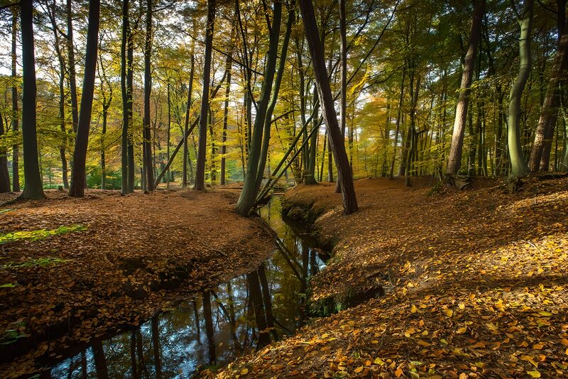 Herfstkleuren in het bos