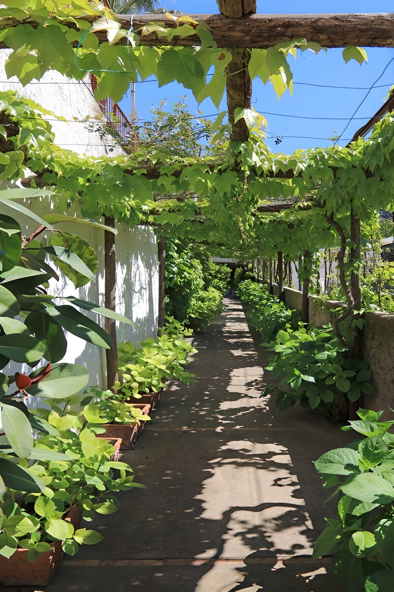 Groene Laan Onder een Pergola
