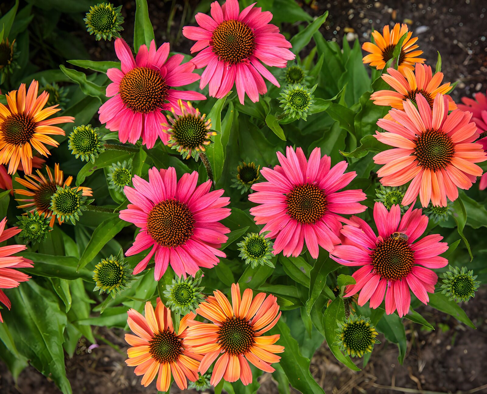 Kleurrijke Zonnebloemen in Bloei