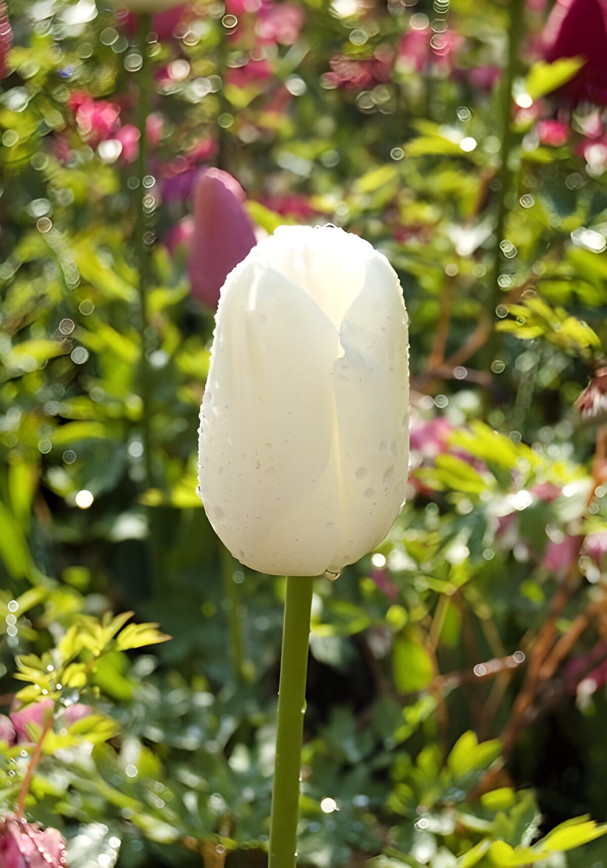 Gesloten witte tulp