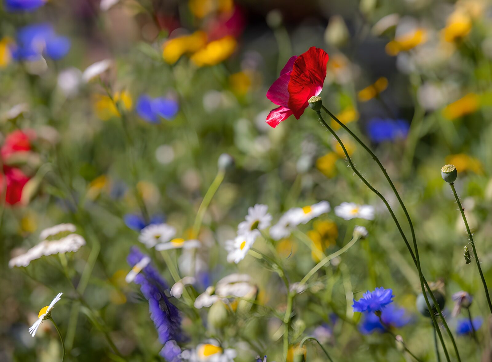 Kleurrijke bloemenweide in bloei