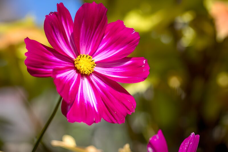 Prachtige roze bloem in bloei