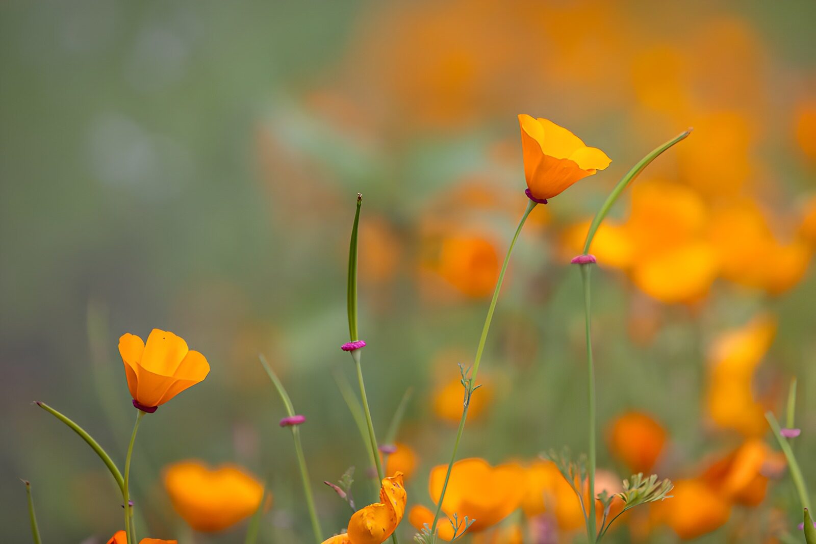 Stralende oranje bloemen in het veld