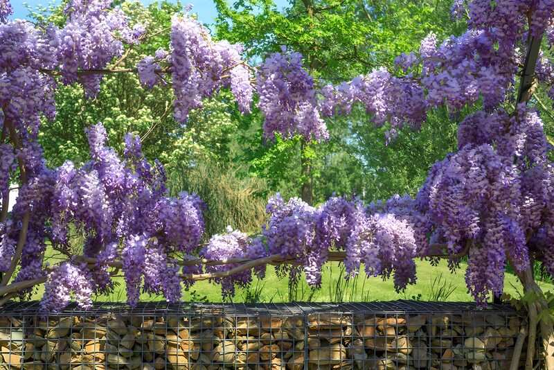 Prachtige paarse wisteria bloesems