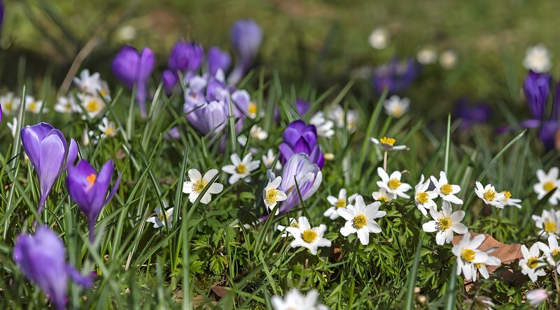 Kleurige Lente Bloemen in het Gras