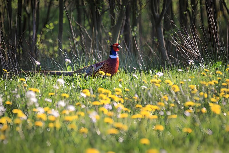 Pheasant tussen de bloemen