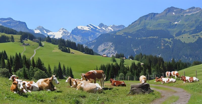 Koeien in een berglandschap