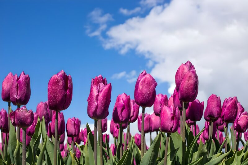 Negrita tulp