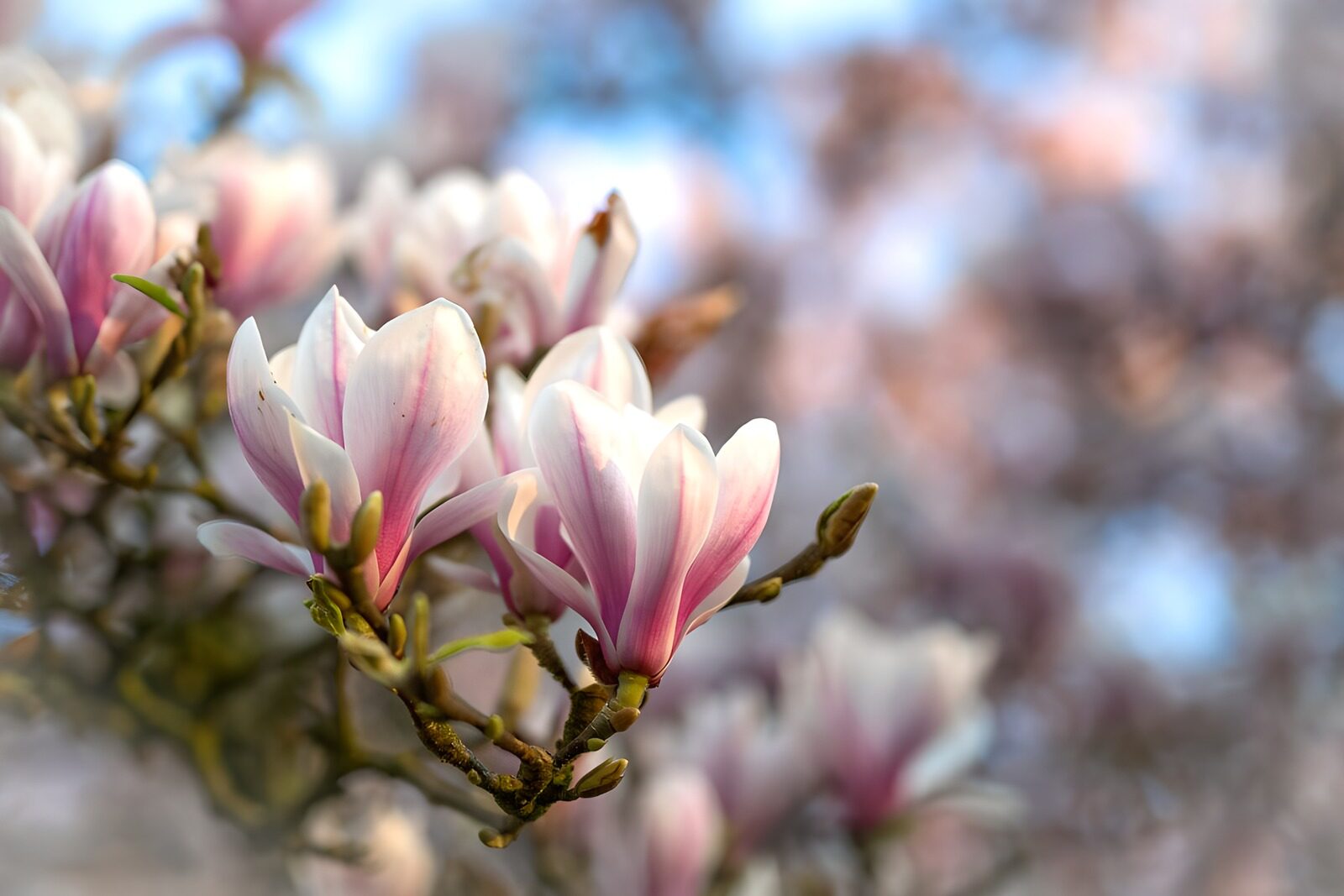 Magnoliatak