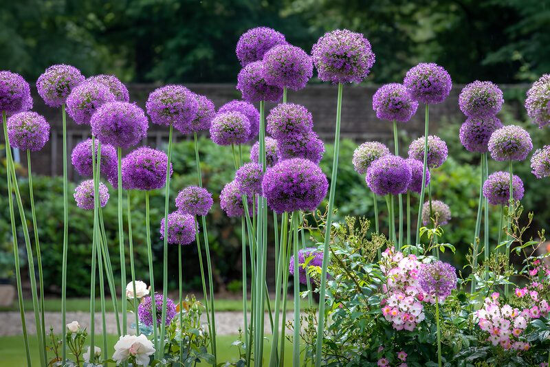 Prachtige paarse Allium in bloei