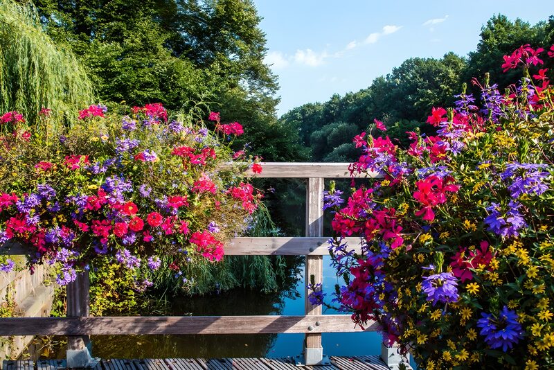 Prachtige Bloemen en Rustig Water