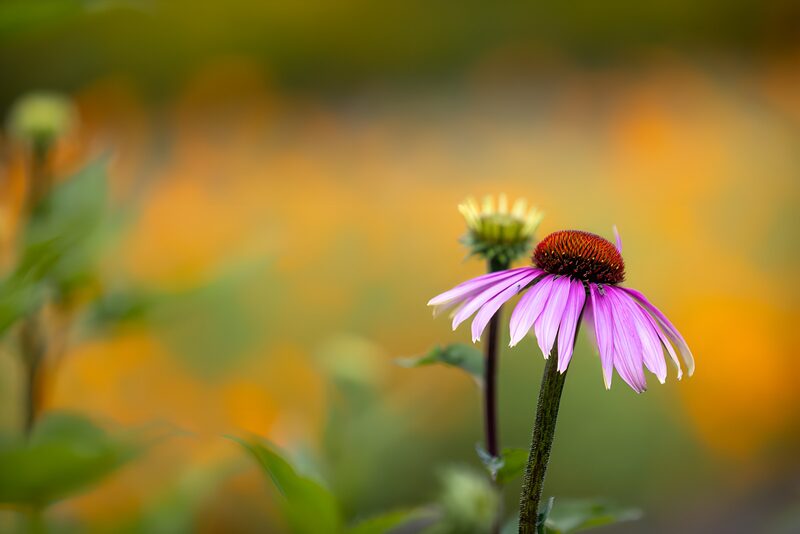 Kleurige herfstbloemen in het landschap
