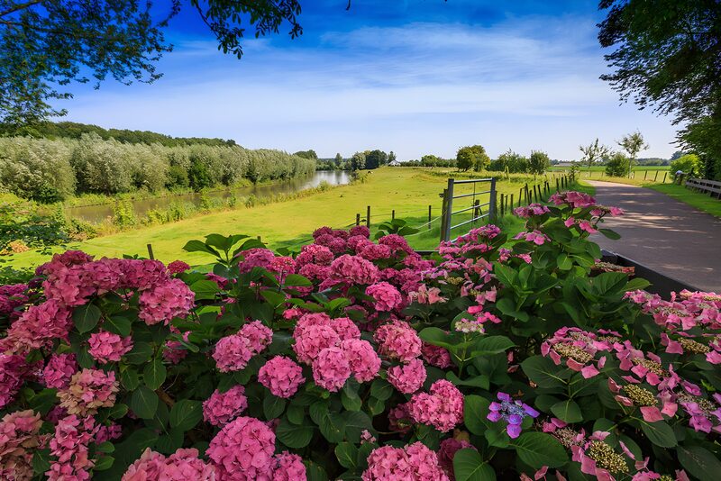 Doorkijkje met hortensia en uitzicht op weiland